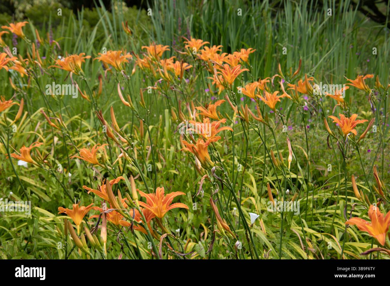 Schöne gelb-orange Lilien im Garten Stockfoto