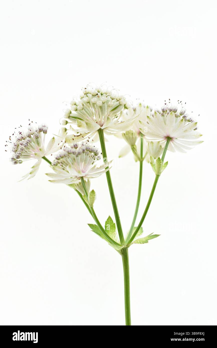 Blütenstand der großen Sternenblume, Astrantia Major, vor weißem Hintergrund Stockfoto