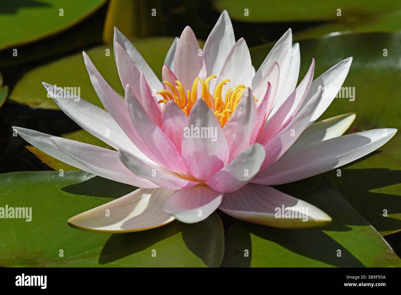 Die Blüte einer rosafarbenen Seerose Stockfoto Die Blüte einer rosafarbenen Seerose Stockfoto