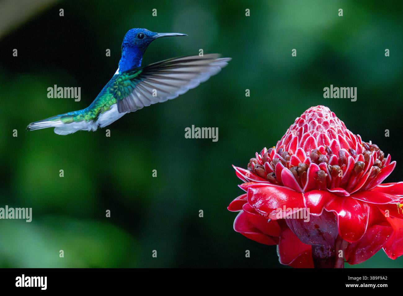 Männlicher weisshalsjacobin Stockfoto