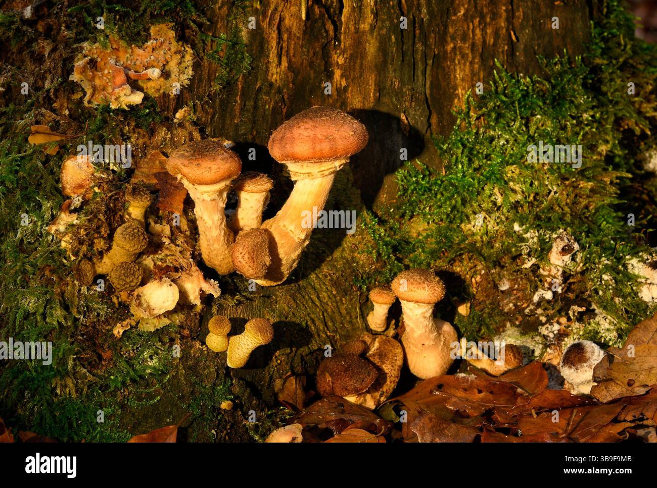 Pilze auf einem Baumstumpf in einem Eichenwald im Herbst Stockfoto