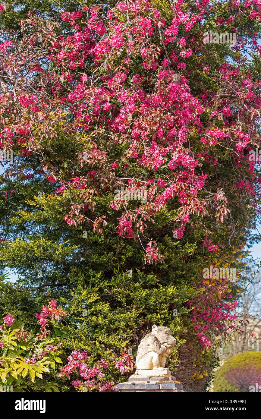 Mythische Kreatur unter blühendem Busch, Stratford-upon-Avon, Warwickshire, England, Großbritannien Stockfoto