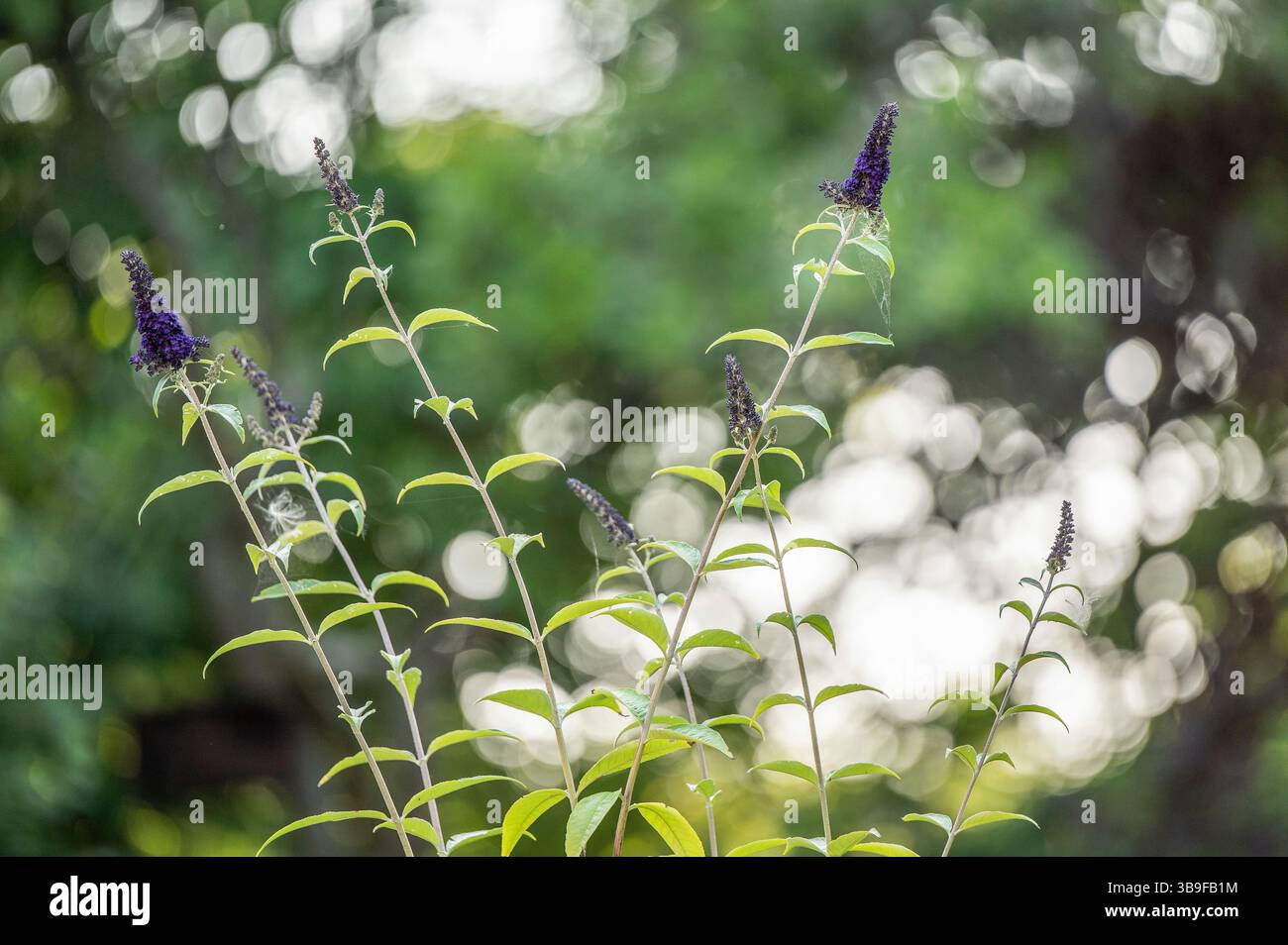 Sommer Flieder in seiner Blüte Stockfoto