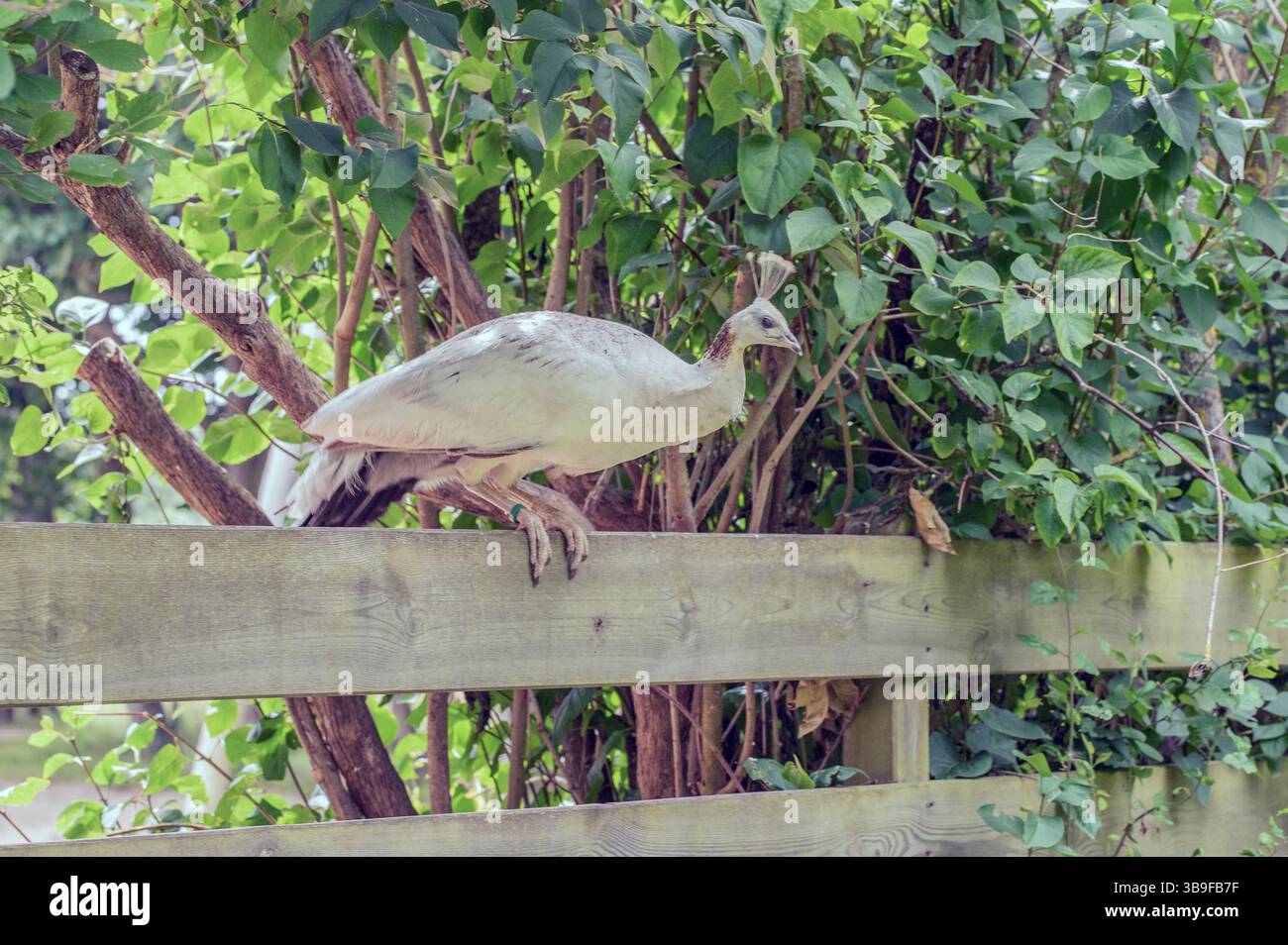Weißer Pfau auf einem Zaun Stockfoto