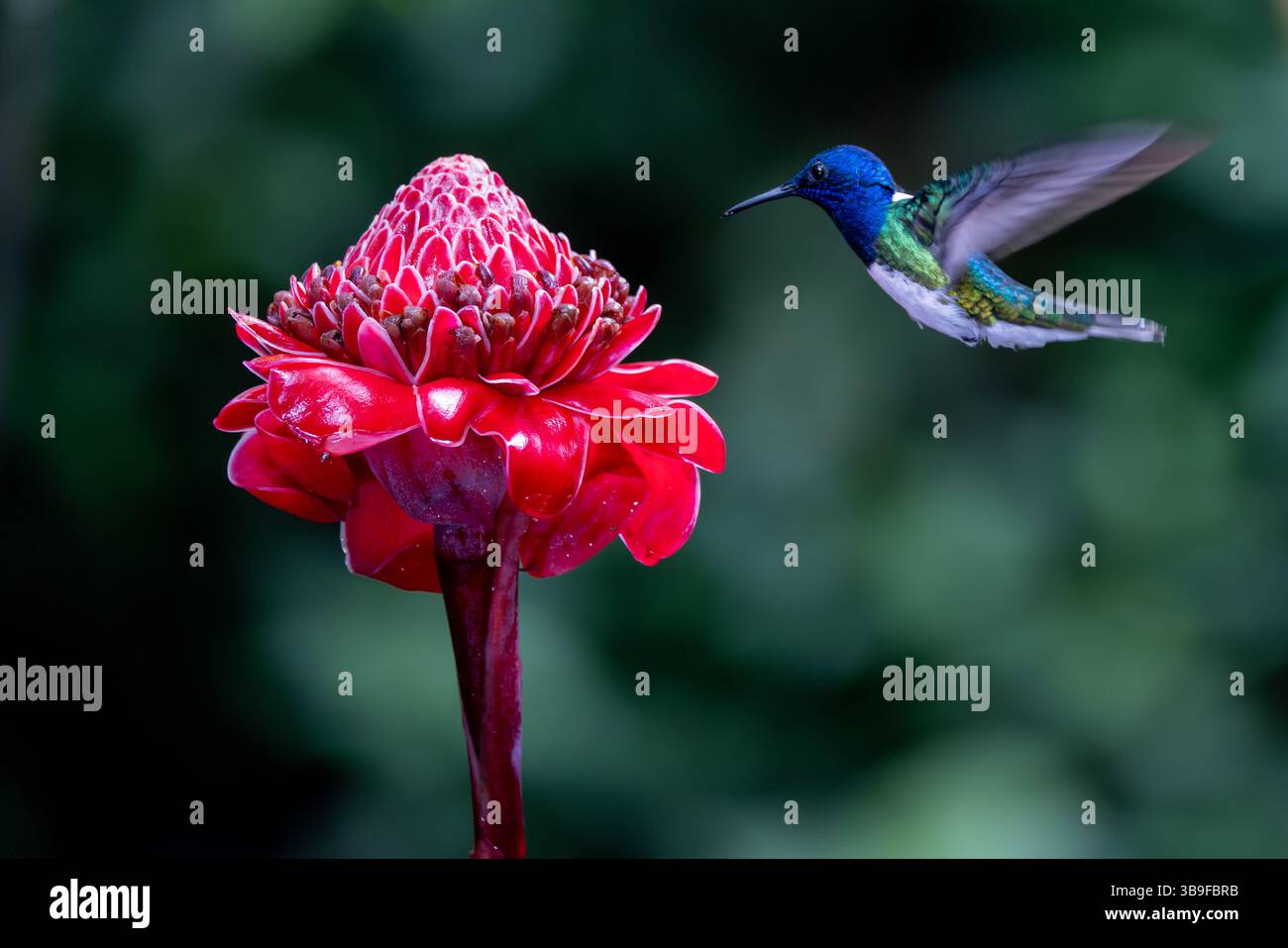 Männlicher weisshalsjacobin Stockfoto