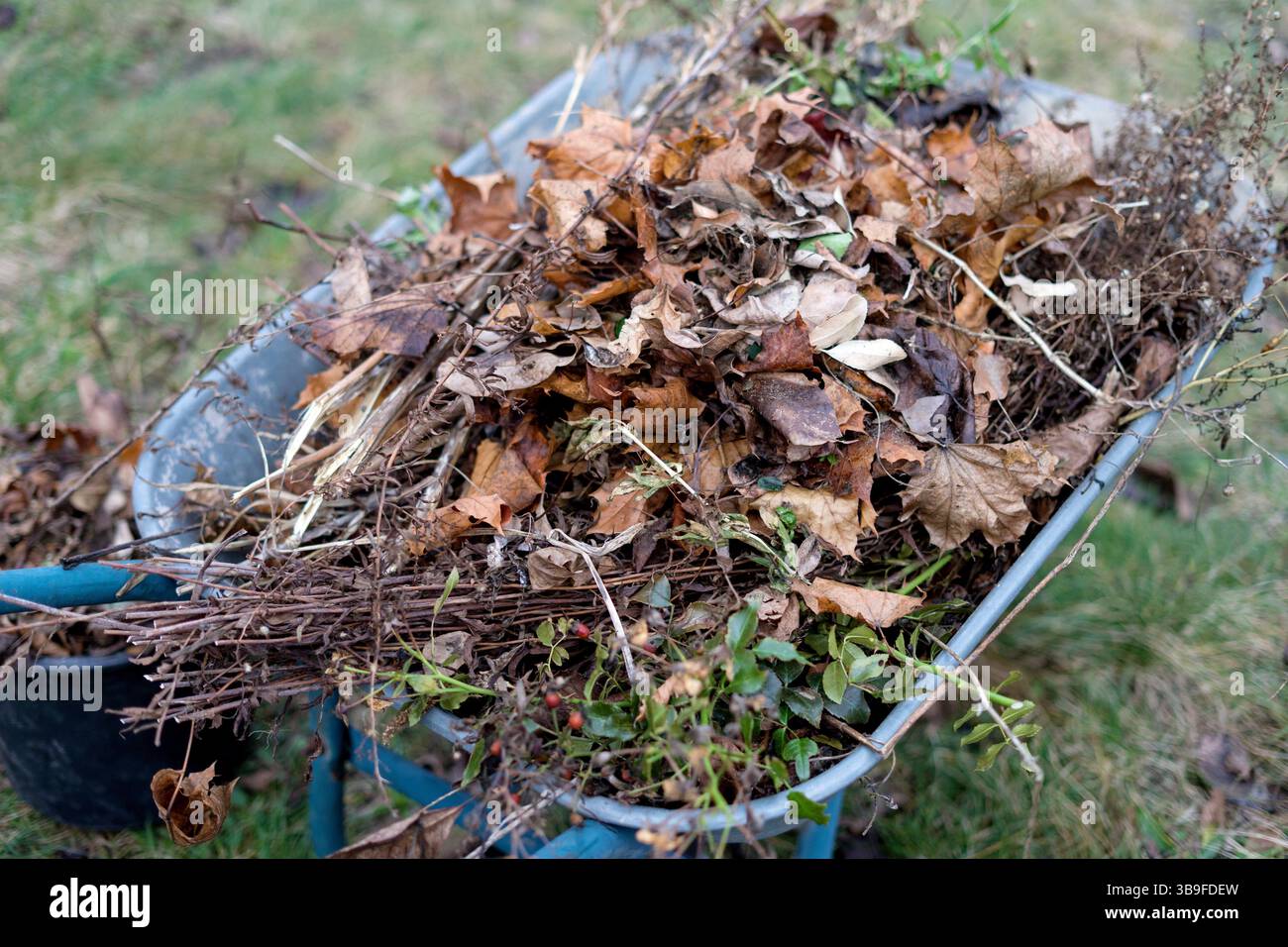 Schubkarre mit trockener Biomasse Stockfoto