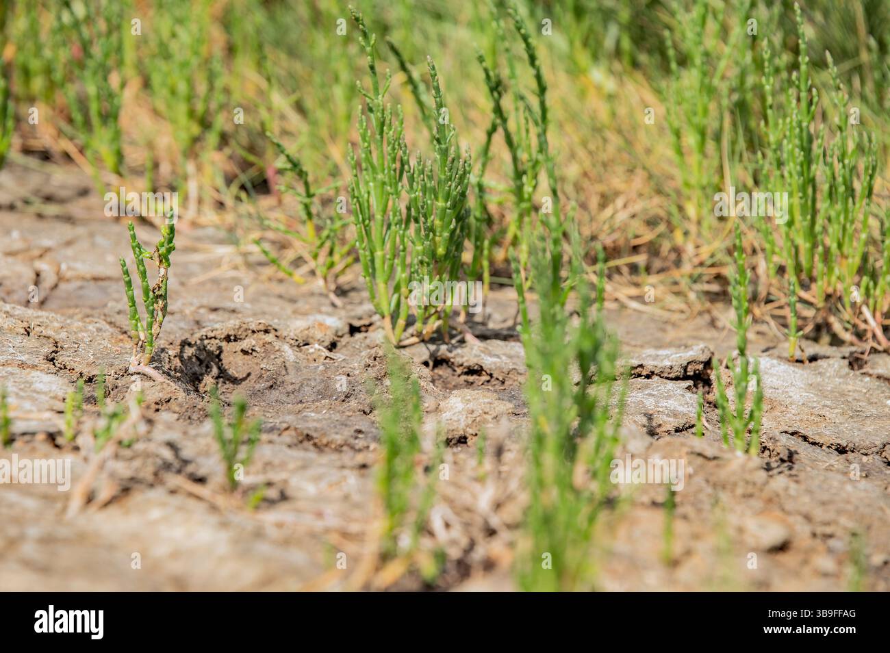Wildes Gemüse Queller auf den Schlammlöchern Stockfoto