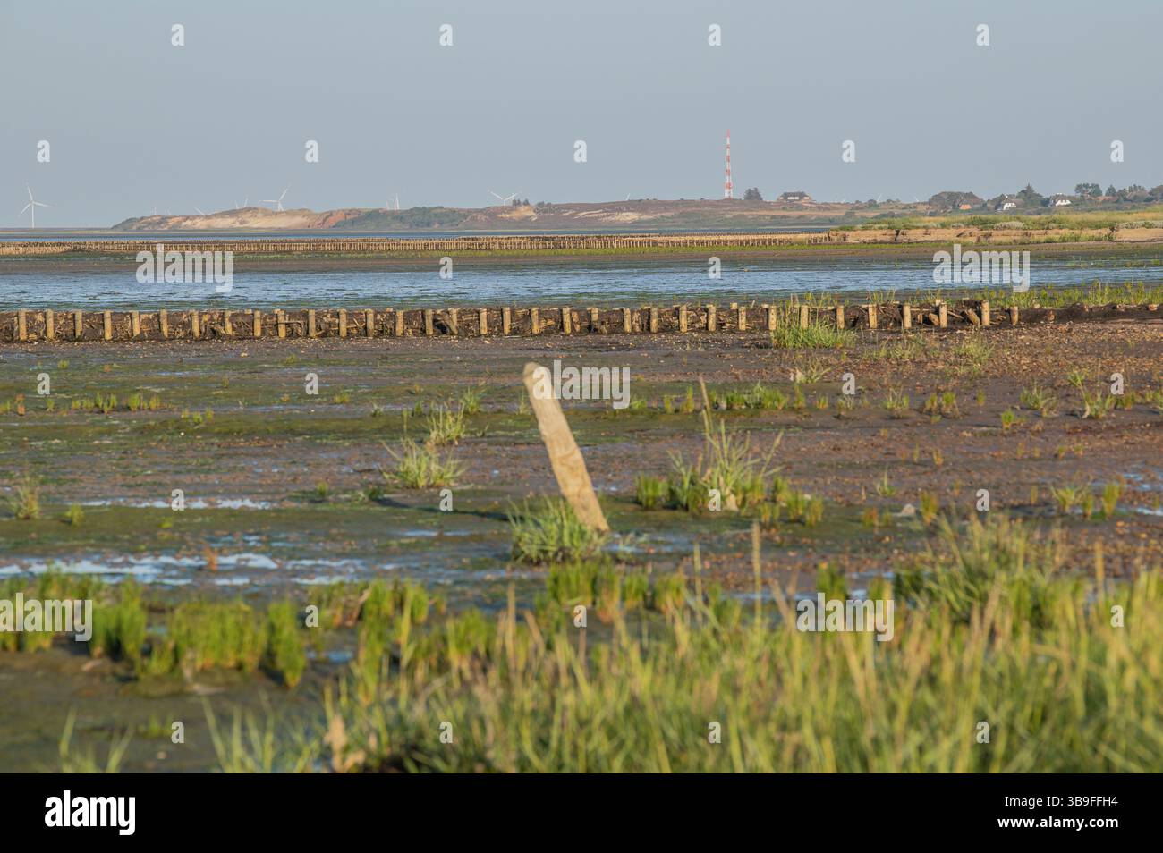 Wildgemüse Queller am Wattenmeer Stockfoto