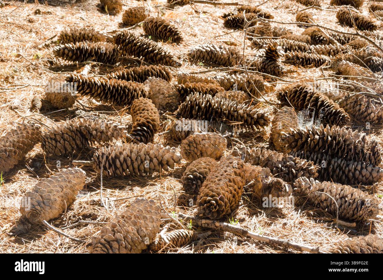 Ein Waldboden voller Zuckerkiefernzapfen Stockfoto