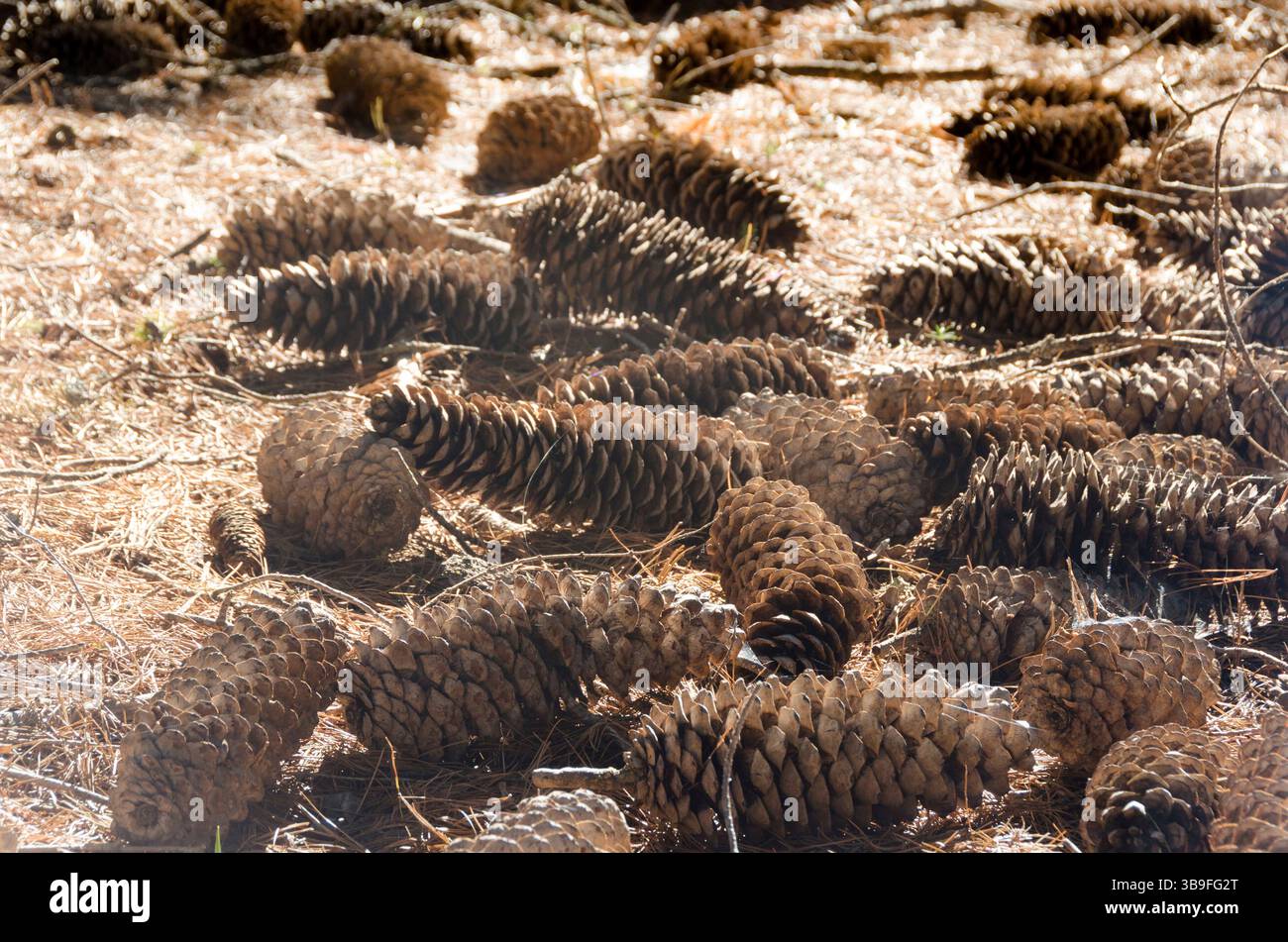 Riesige Zuckerkiefernzapfen auf dem Waldboden Stockfoto