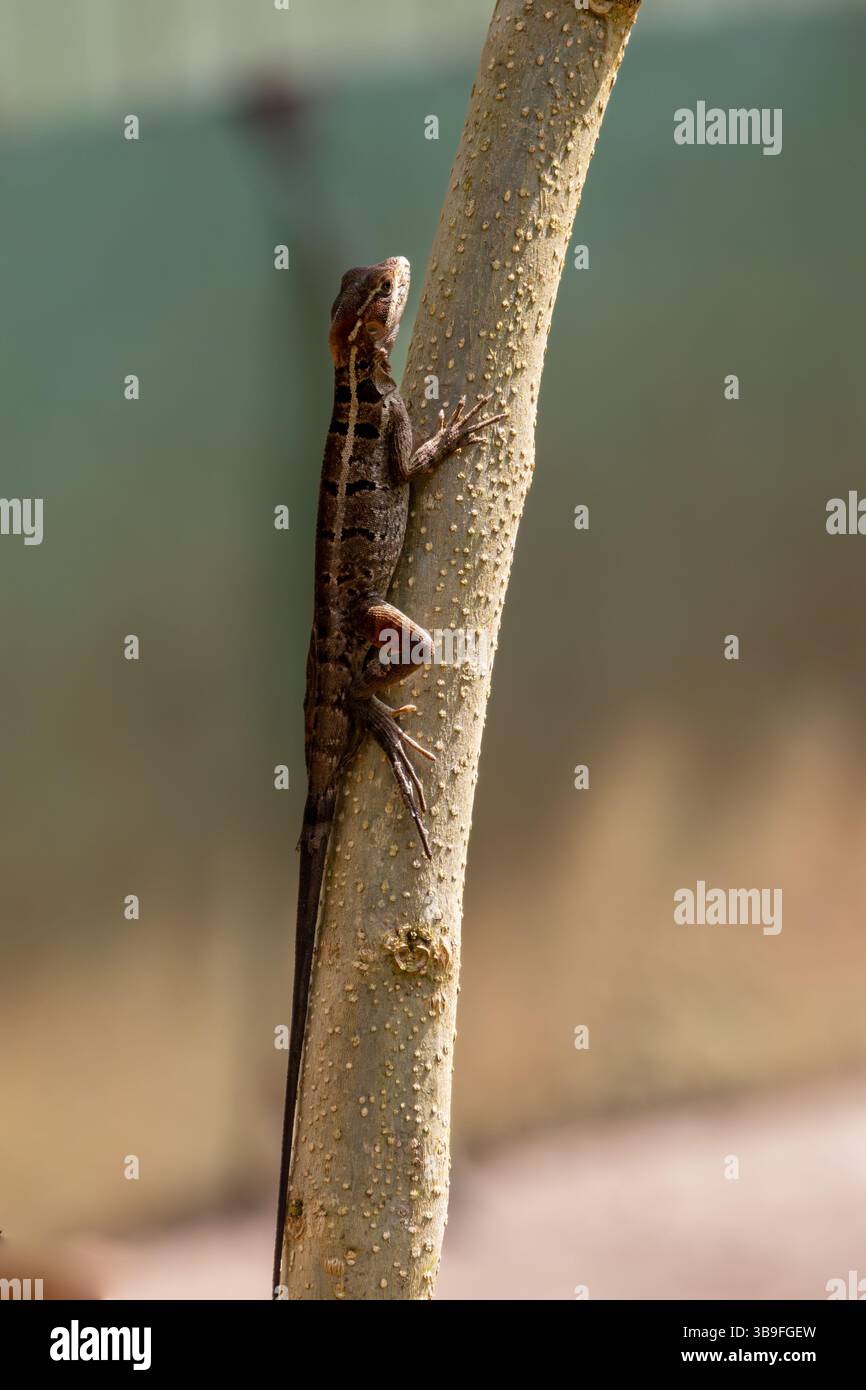 Gestreifter Basilisk (brauner Basilisk) Stockfoto