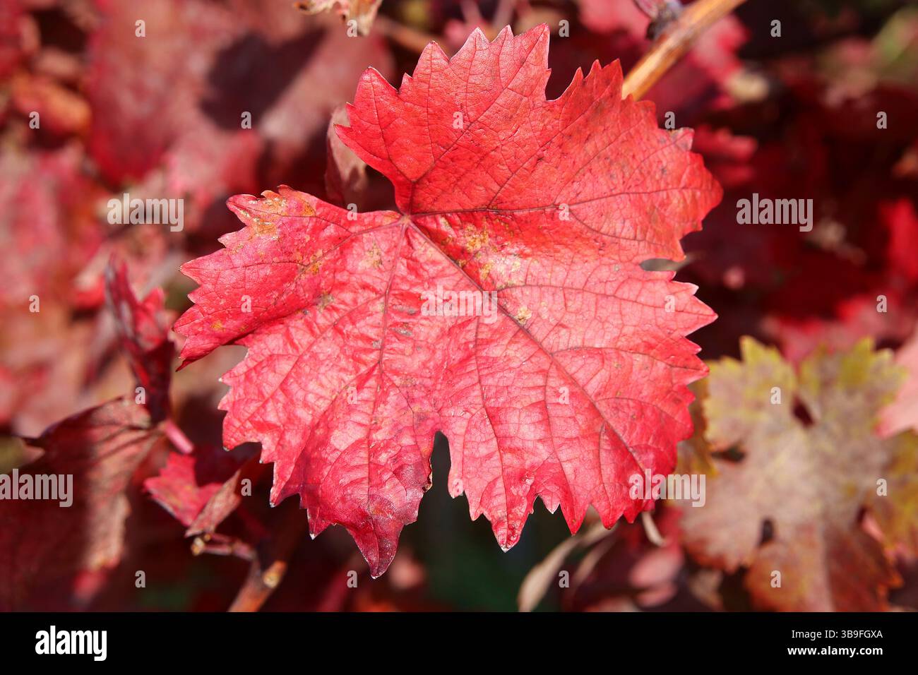 Die farbenfrohe Seite des Herbstes Stockfoto