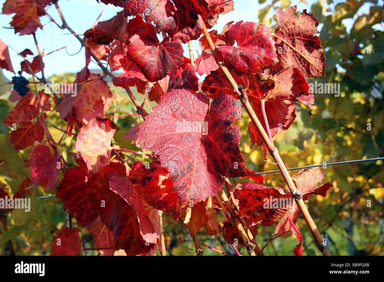 Der Weinberg wird bunt Stockfoto