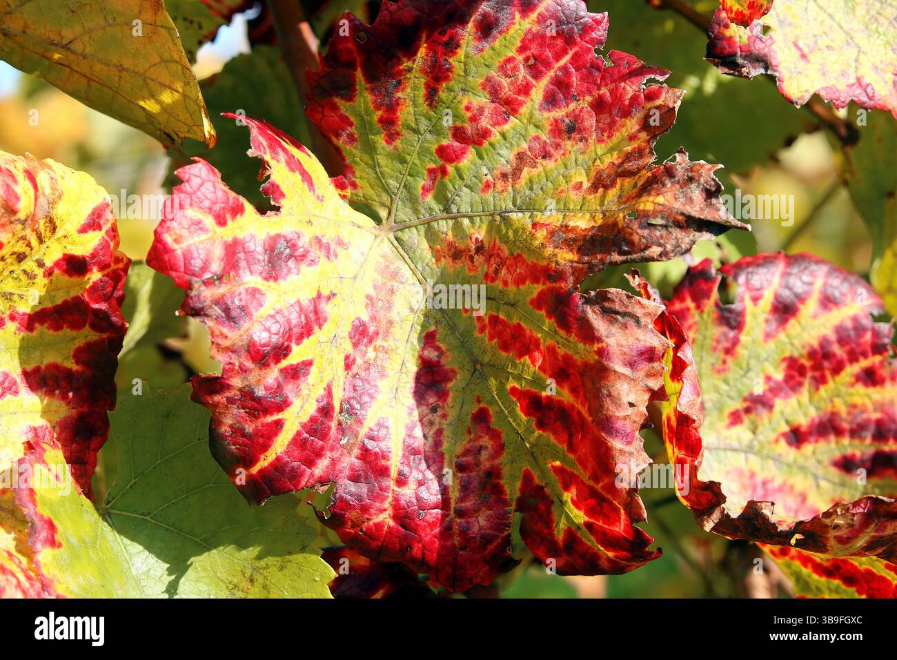 Der Weinberg wird bunt Stockfoto