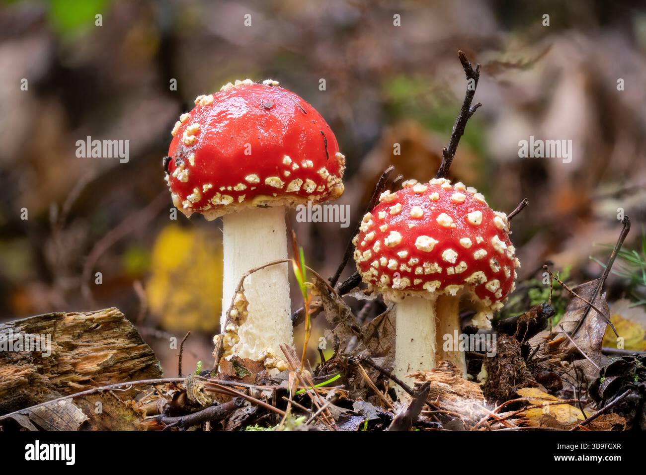 Zwei große Krötenhocker auf dem Waldboden mit Herbstlaub Stockfoto