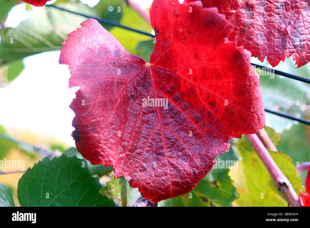 Die farbenfrohe Seite des Herbstes Stockfoto