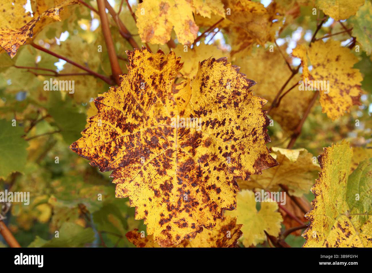 Der Weinberg wird bunt Stockfoto