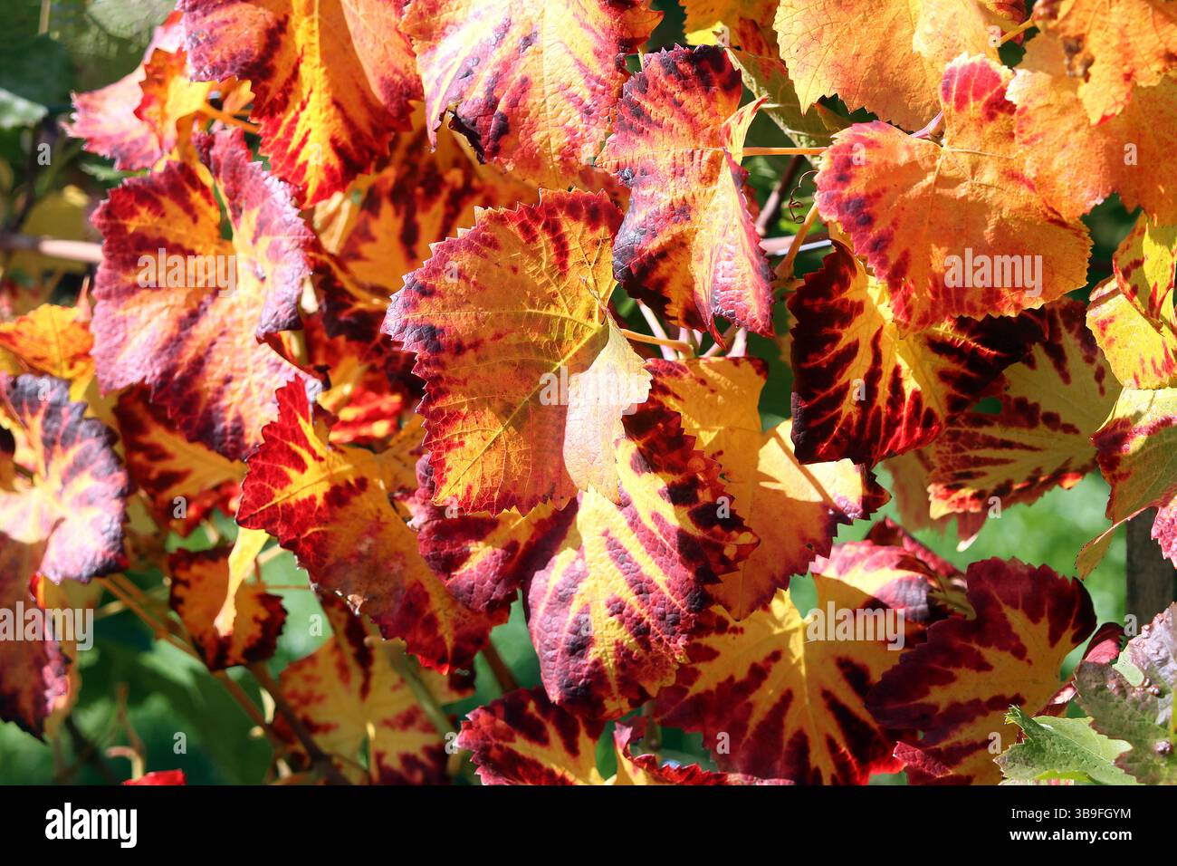 Bunte Weinblätter im Herbst Stockfoto