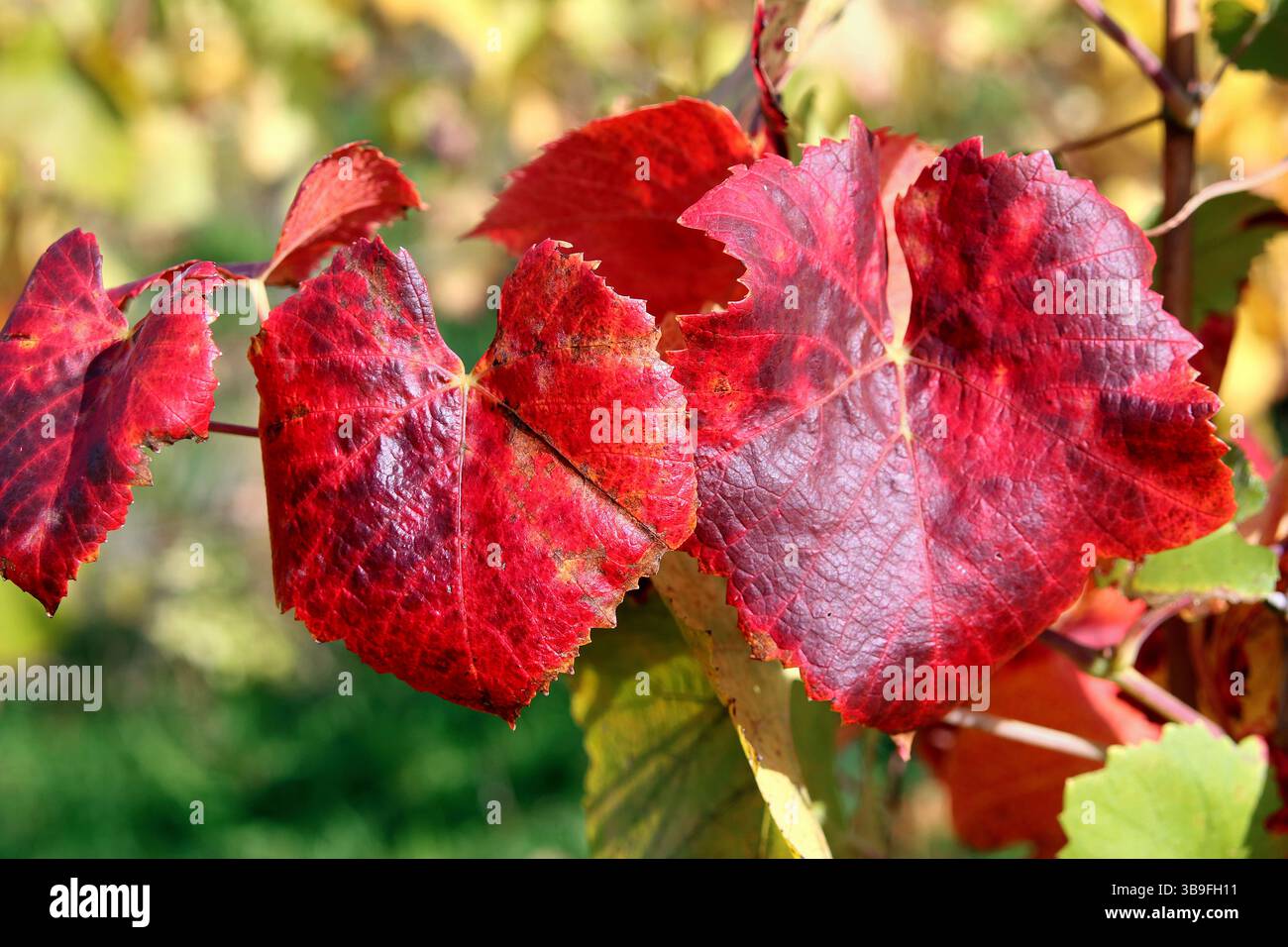 Die farbenfrohe Seite des Herbstes Stockfoto