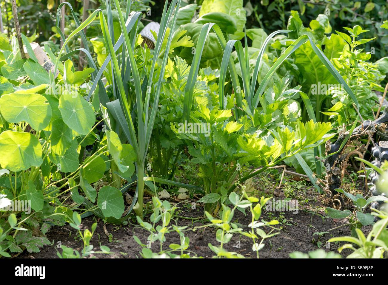 Gartenbett mit verschiedenen Gemüsepflanzen und Kräutern Stockfoto