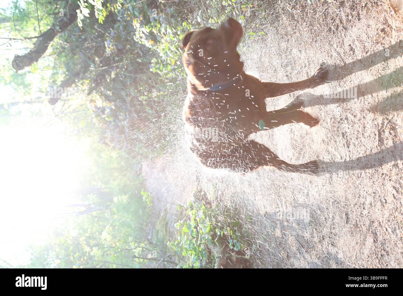 Labrador Retriever, braun, schüttelt sich nach dem Schwimmen nass. Außenaufnahme im Wald. Stockfoto