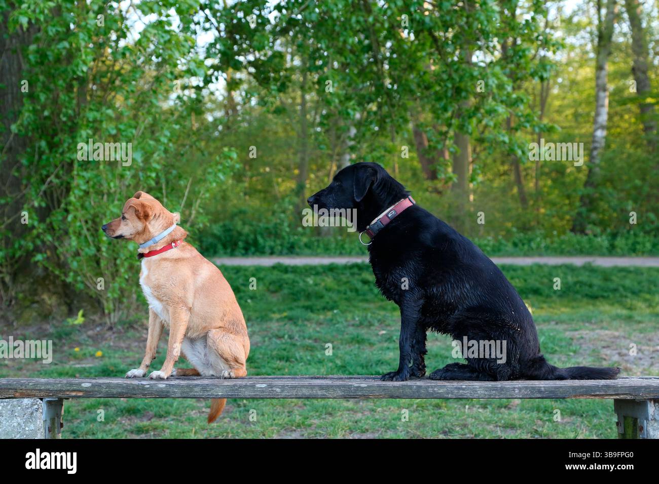 Kleiner Mischlingerhund, hellbraun, links auf einer Holzbank neben einem schwarzen Labrador Retriever. Beide Hunde schauen zur Seite Stockfoto