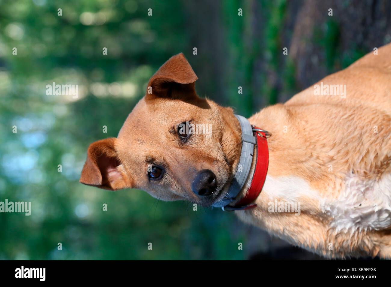 Mischhund, hellbraun, Außenfoto, Porträt Stockfoto