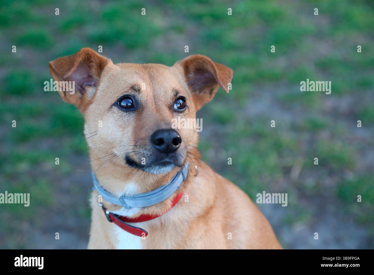 Mischhund, hellbraun, Foto draußen, Porträt Stockfoto