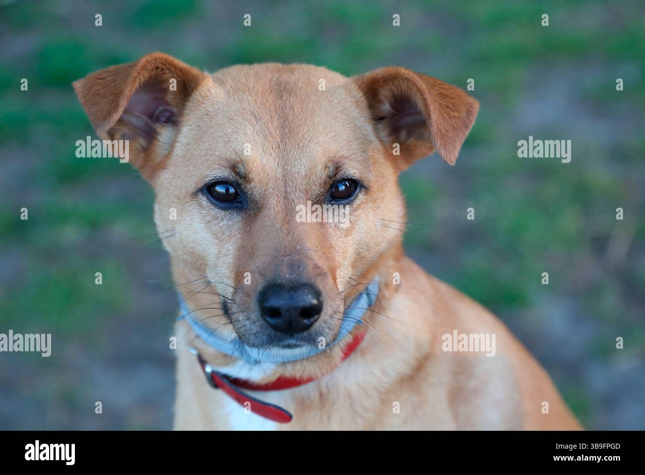 Mischhund, hellbraun, Außenfoto, Porträt Stockfoto