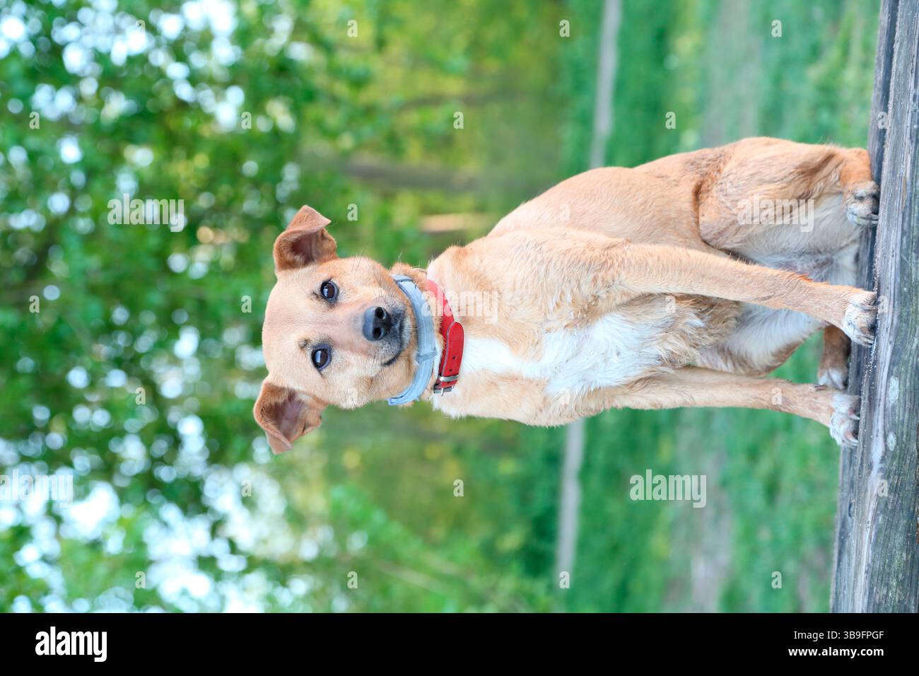 Mischhund, hellbraun, Foto im Freien, Ganzkörper sitzend auf einer Holzbank. Stockfoto