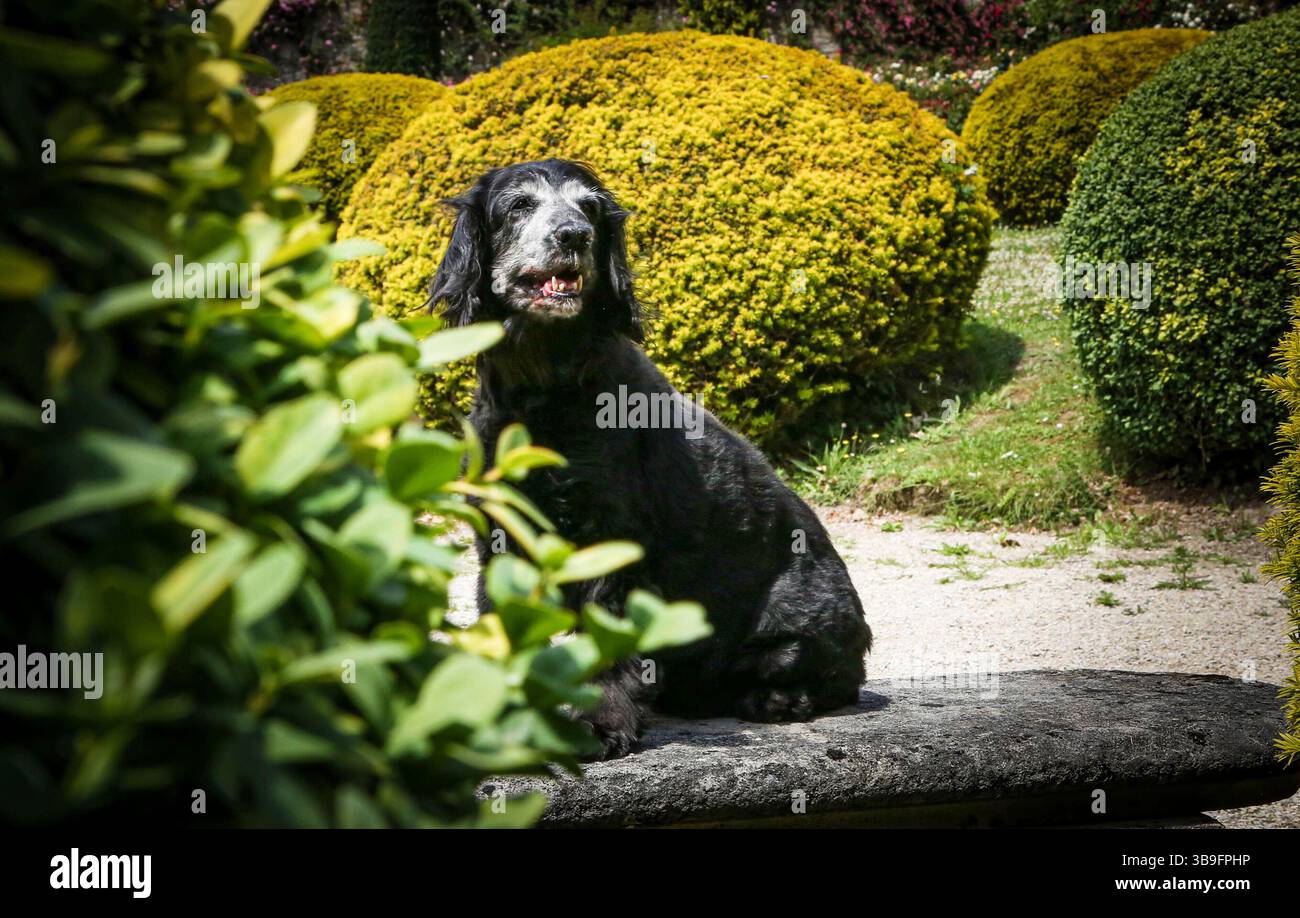Eine alte Hündin mit grauem Gesicht und schwarzem Fell, Cocker Spaniel Rasse. Porträt, Außenaufnahme. Stockfoto