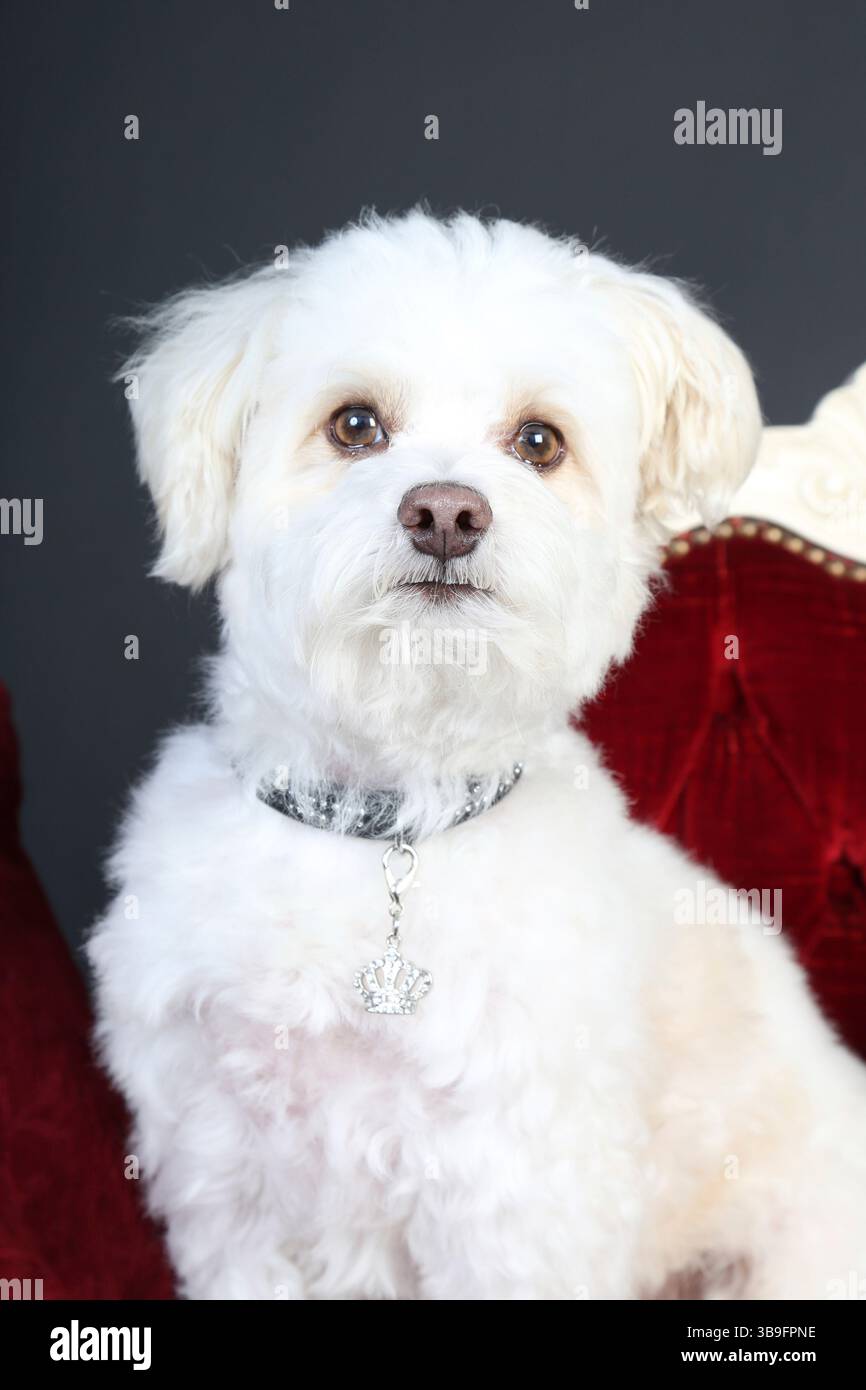 Kleiner weißer Hund mit Kragen auf einem roten Sofa vor schwarzem Hintergrund. Porträt, Blick in die Kamera. Stockfoto