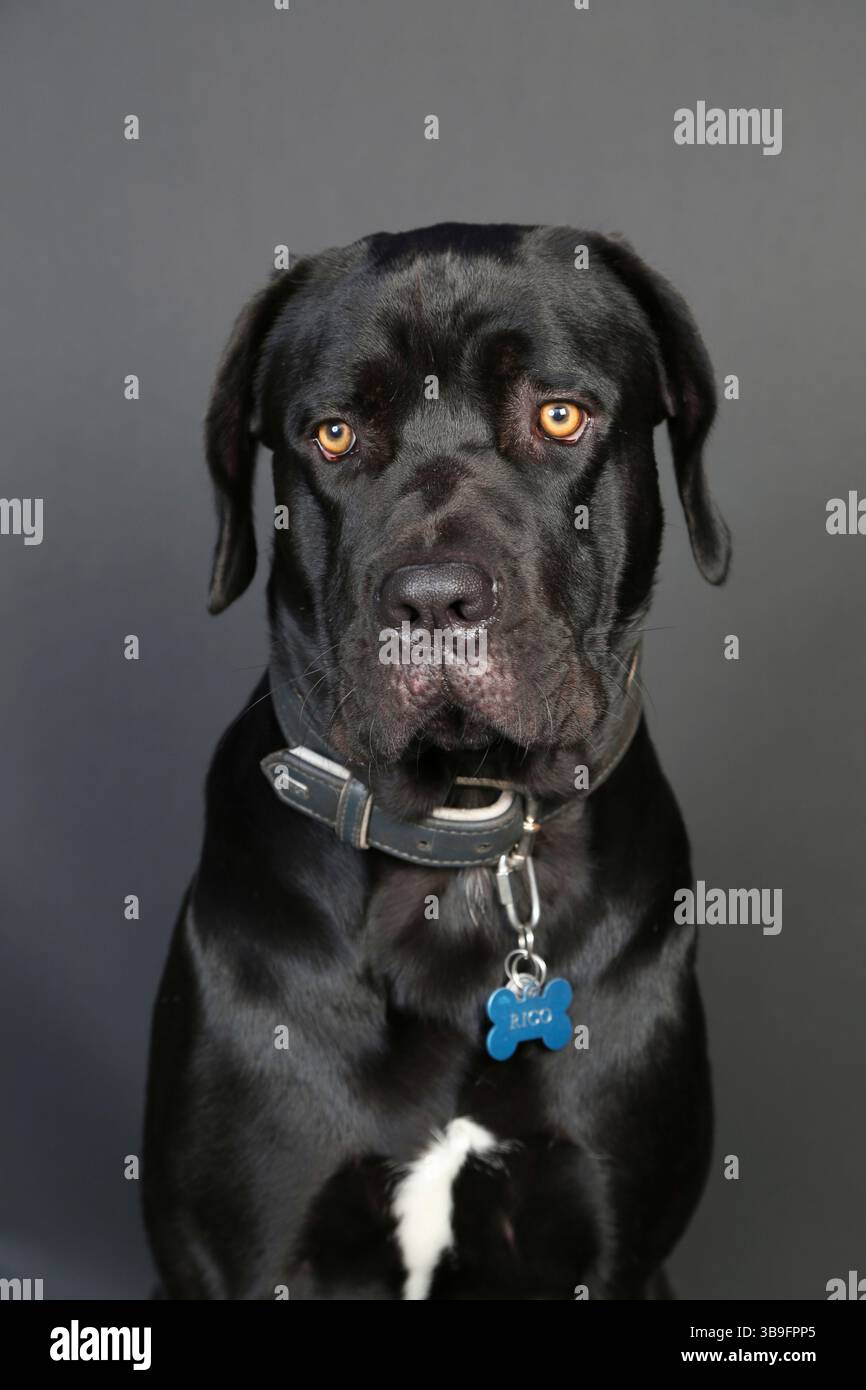 Großer schwarzer Hund im Studio vor dunklem Hintergrund, Porträt Stockfoto