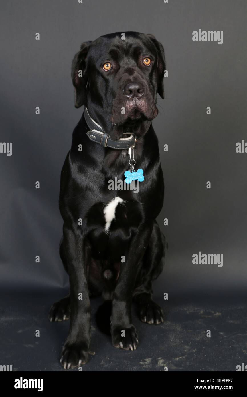 Großer schwarzer Hund im Studio vor dunklem Hintergrund, Porträt Stockfoto
