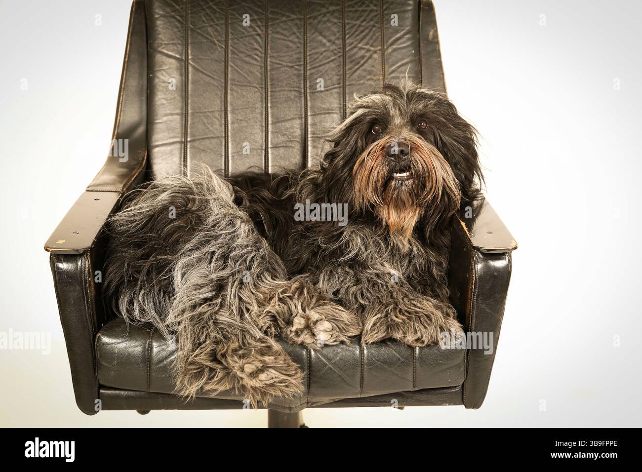 Niederländischer Hütehund, Porträt, auf einem schwarzen Lederstuhl vor weißem Hintergrund im Studio. Stockfoto