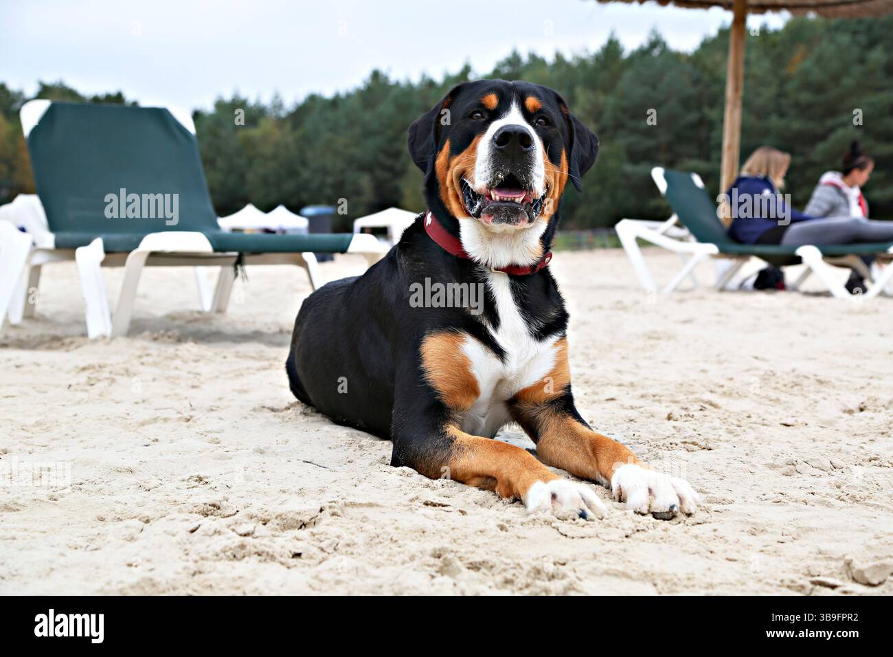 Großer Hund, schwarz-weiß-braun, am Strand im Sand liegend. Stockfoto