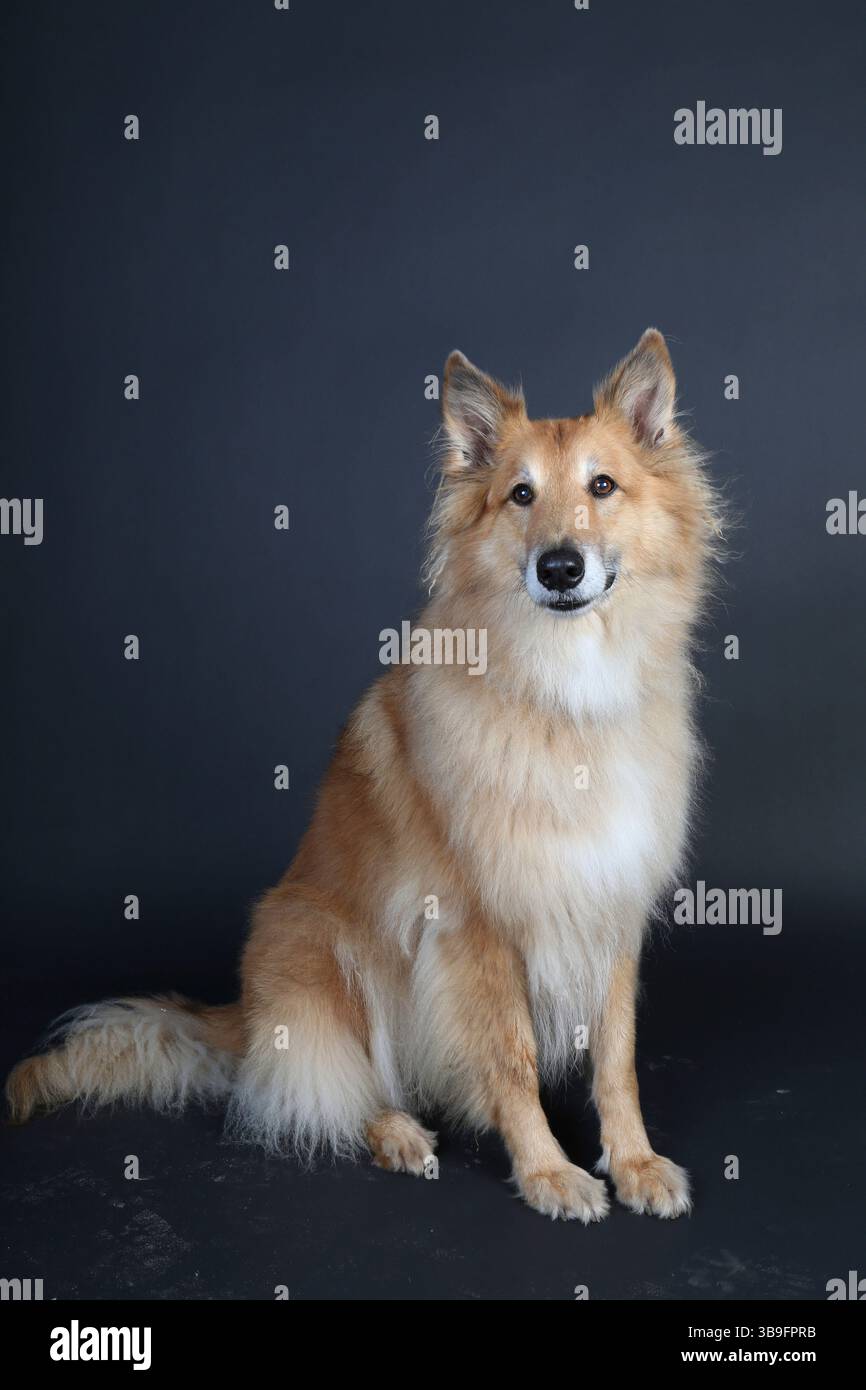 Hund, Collie, sitzt im Studio vor dunklem Hintergrund und schaut in die Kamera Stockfoto