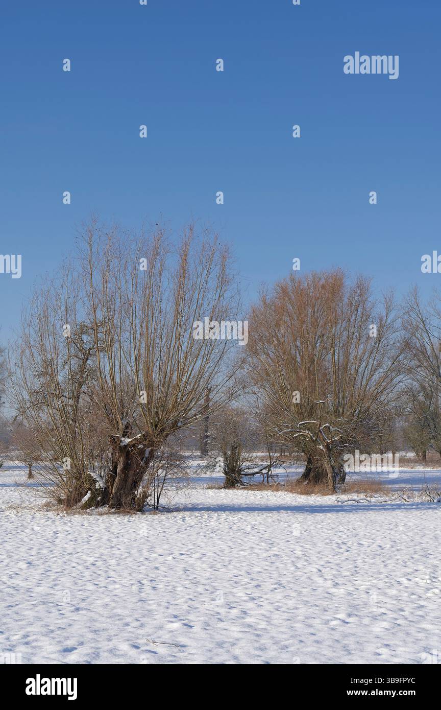 Traditionelle pollerweiden bzw. Salix in der Rheinaue, Naturschutzgebiet Urdenbacher Kämpe, Düsseldorf-Urdenbach, Nordrhein-Westfalen, Deutschland Stockfoto