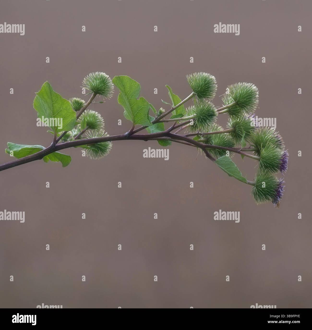 Blumenkopf der Klette bzw. Arctium lappa Stockfoto