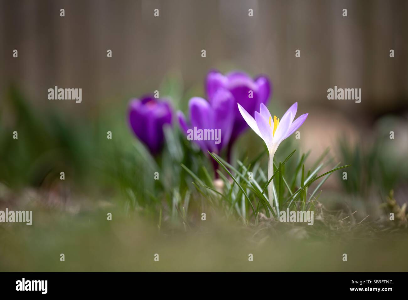 Krokusse im Garten, geringe Schärfentiefe Stockfoto