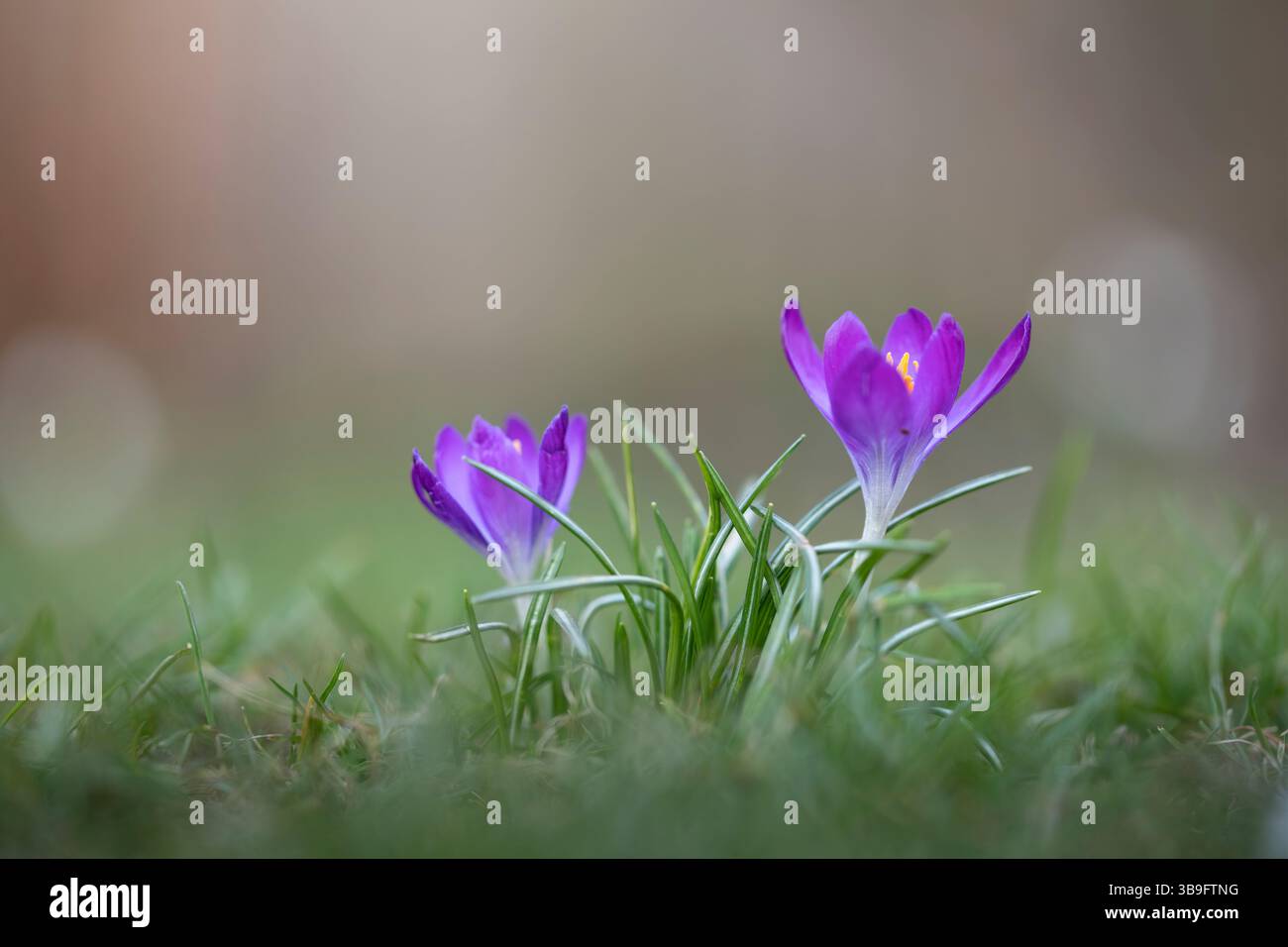 Krokusse im Garten, geringe Schärfentiefe Stockfoto