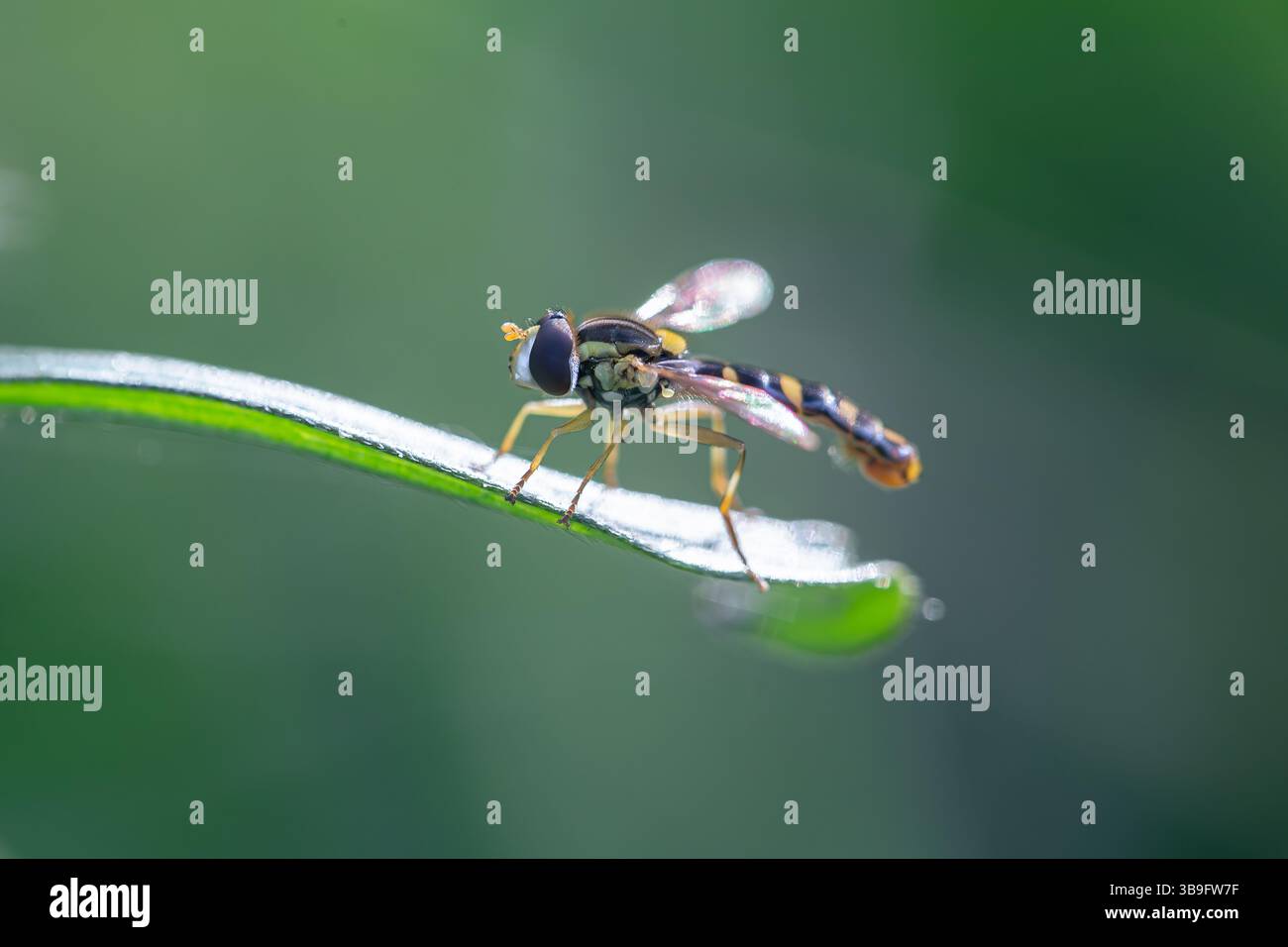 Hoverfly thront on Leaf – Makroaufnahme des bestäubenden Insekts in der Natur Stockfoto