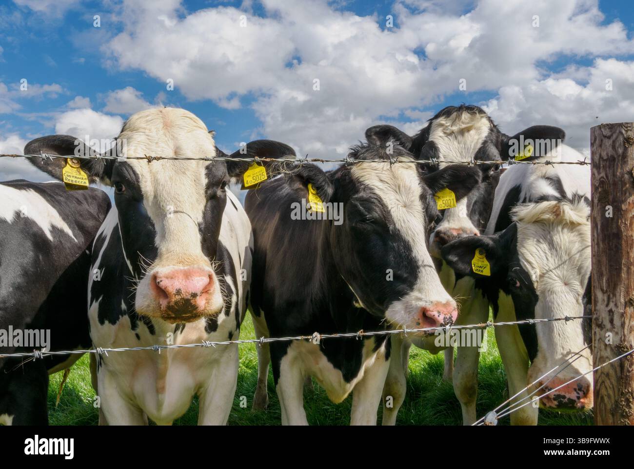 Herde fresianischer Kühe an einem Stacheldrahtzaun in Wiltshire, Großbritannien Stockfoto