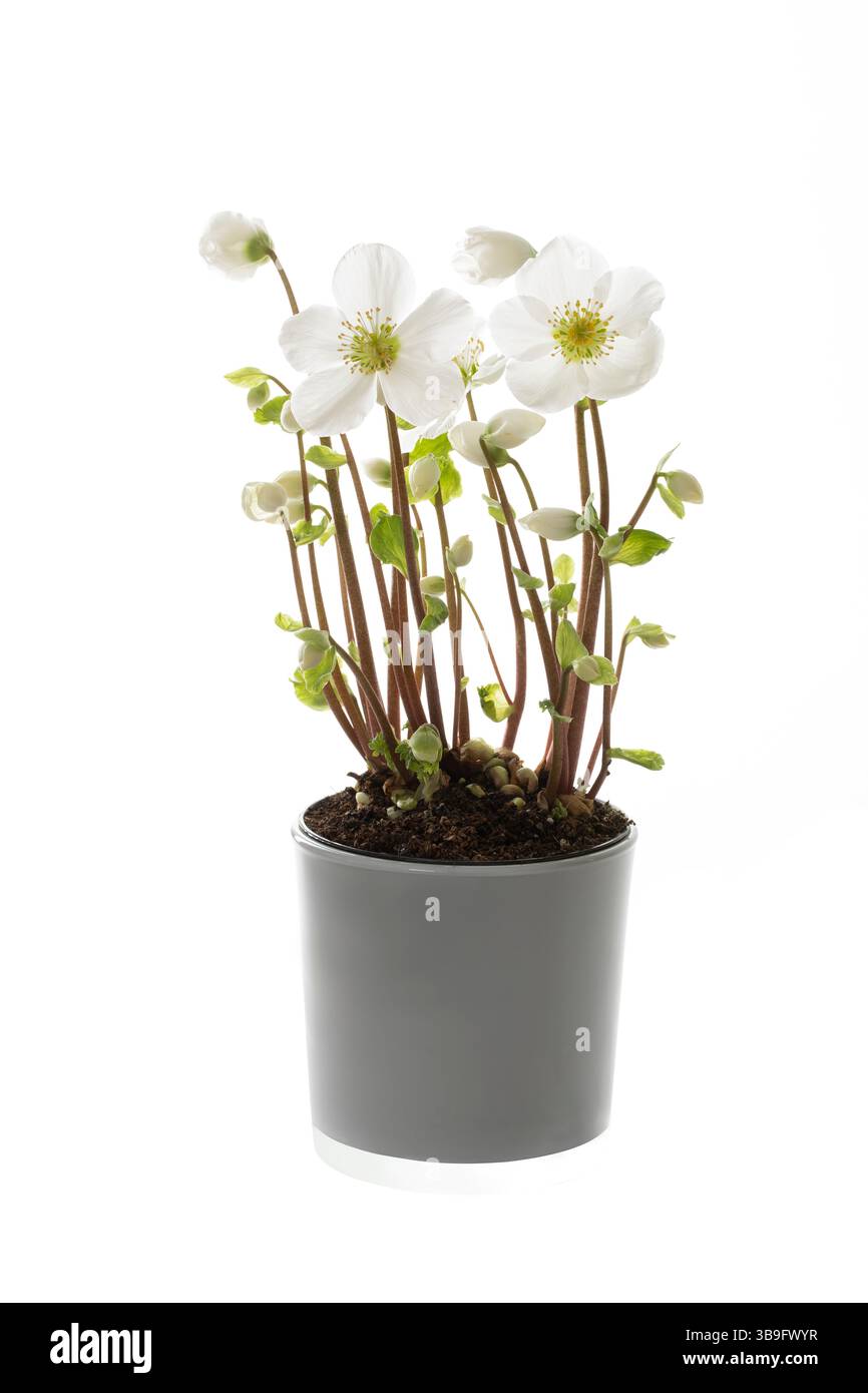 Blühende Weihnachtsrose (Helleborus) auf weißem Hintergrund Stockfoto