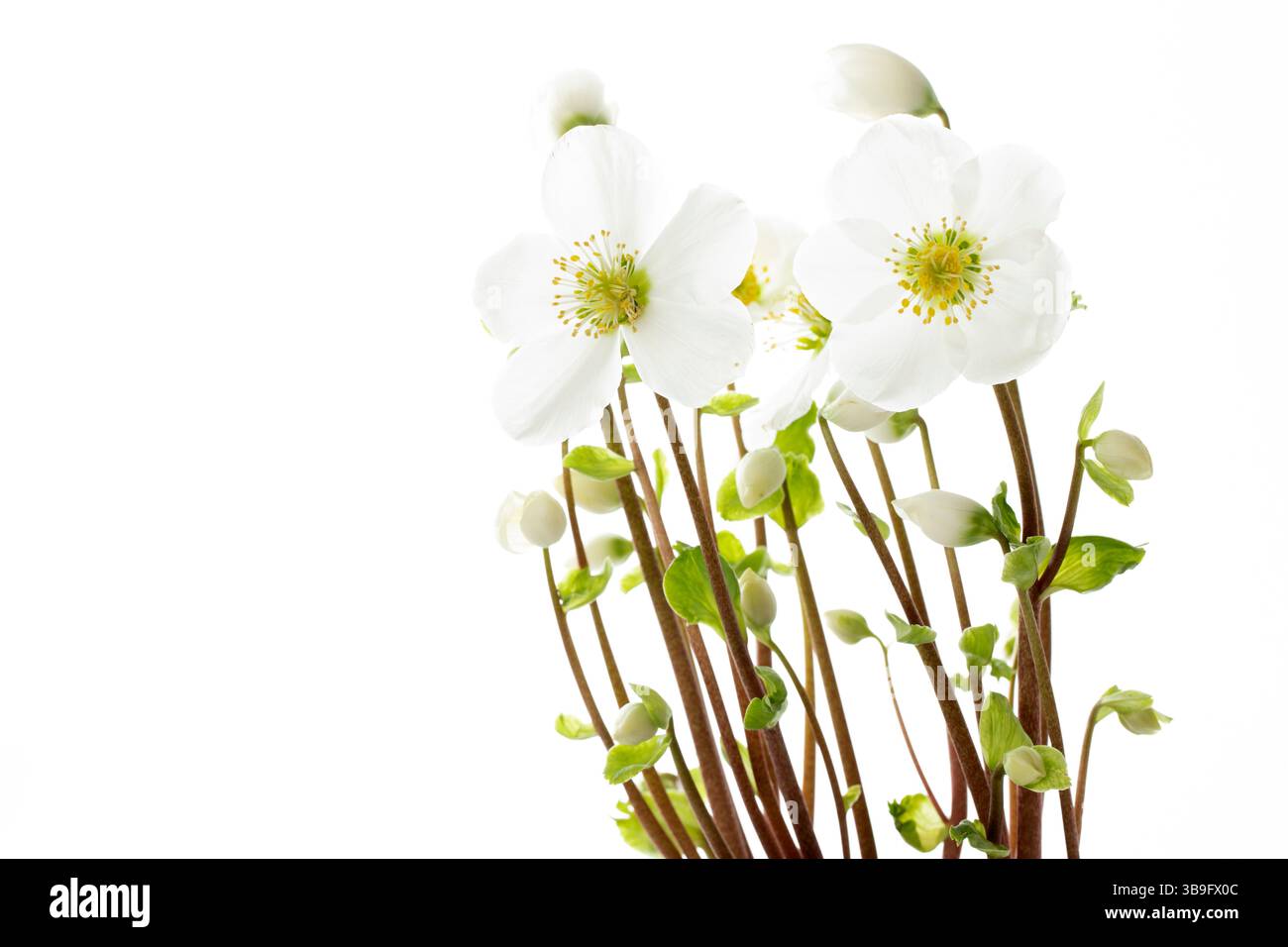 Blühende Weihnachtsrose (Helleborus), Nahaufnahme, vor weißem Hintergrund Stockfoto