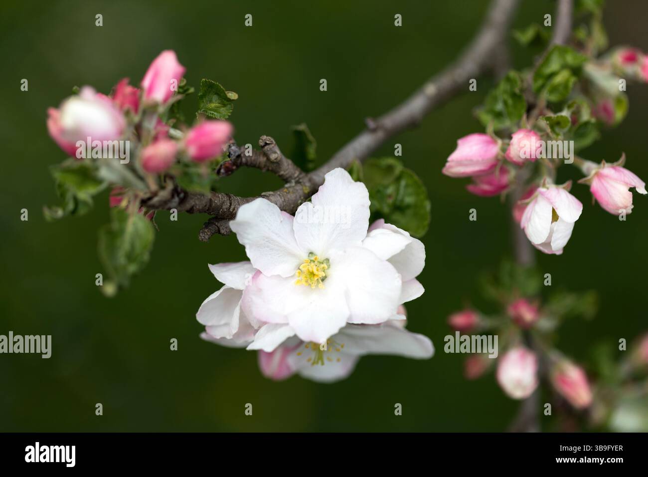 Apfelblüten, Nahaufnahme mit geringer Schärfentiefe Stockfoto