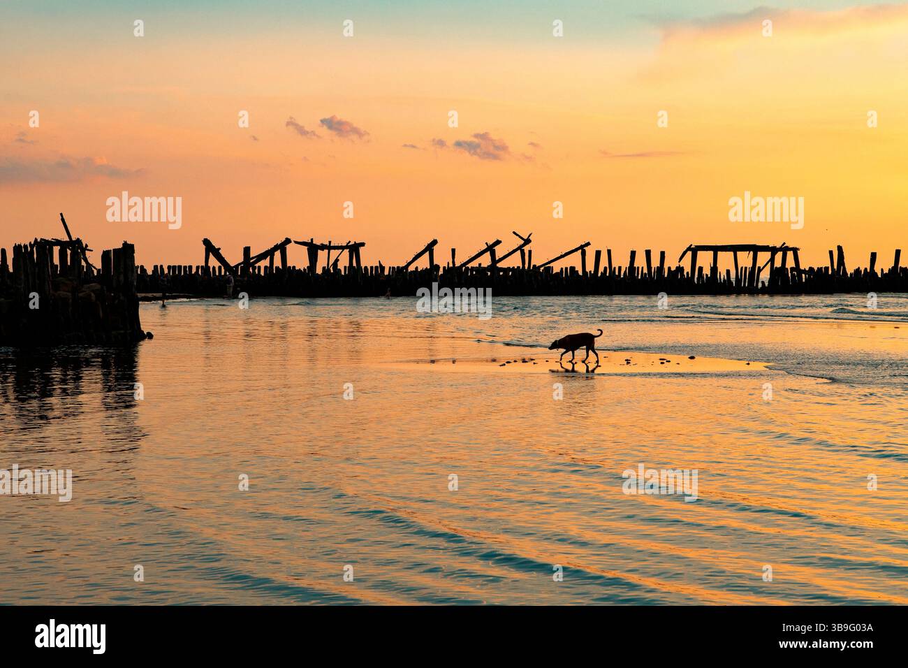 goldene Stunde an der Ostseeküste - traumhafter Sonnenuntergang mit Hund und Kühnen im letzten Licht Stockfoto