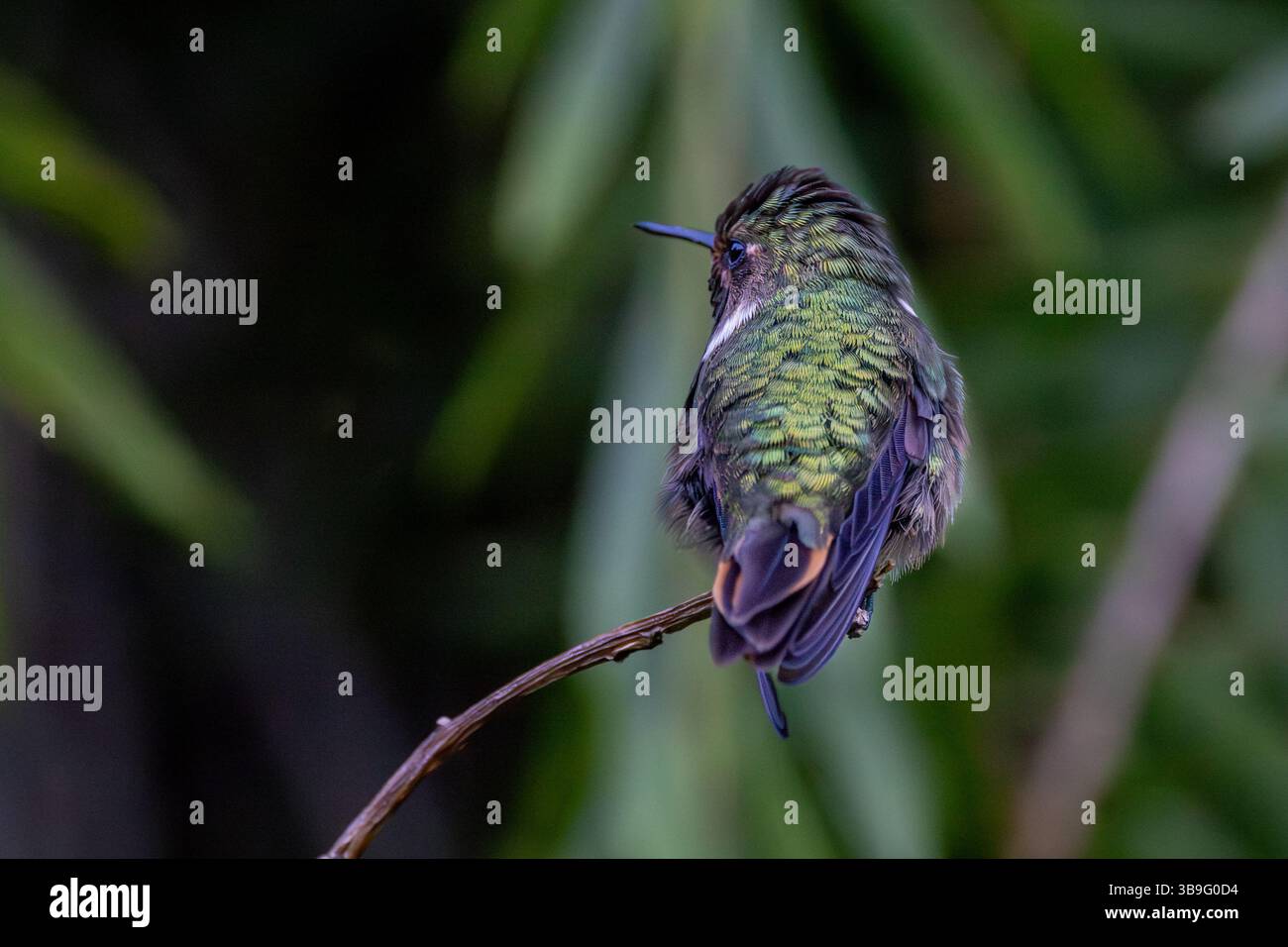 Vulkan-Kolibri Stockfoto