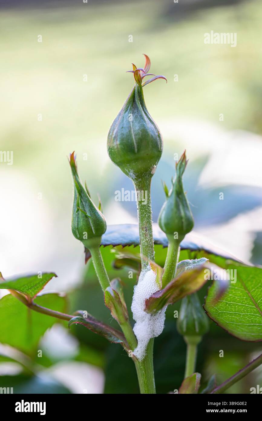 Der Wienfroghopper, oder Philaenus spumarius, liegt in einer Kuckuckspucke auf einem Rosenstrauchstiel, umgeben von geschlossenen grünen Blütenknospen, die eine einzigartige Szene in einem lebendigen Garten schaffen Stockfoto