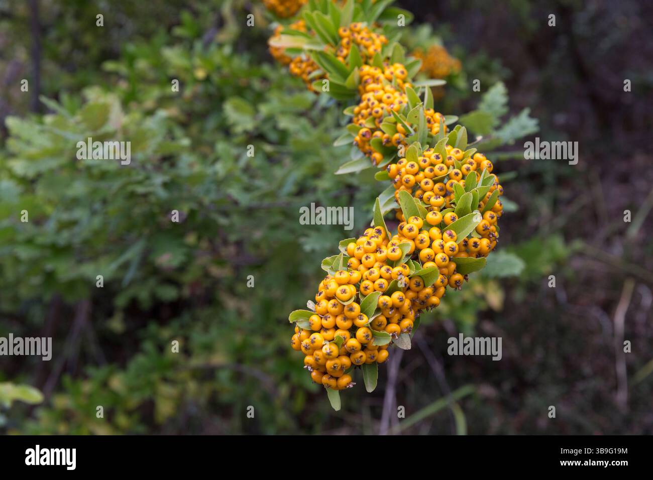 Beeren des Feuerdorn (Pyracantha) Stockfoto